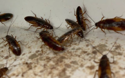 Désinsectisation professionnelle